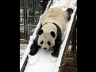 https://image.noelshack.com/fichiers/2012/45/1352242812-panda-neige.jpg