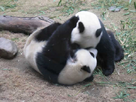 https://image.noelshack.com/fichiers/2012/45/1352243017-pandabaise.jpg