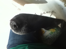 https://image.noelshack.com/fichiers/2012/45/1352467621-iphone-image-11-09-2012.jpg