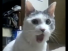 https://image.noelshack.com/fichiers/2012/45/1352663607-omg-cat.jpg