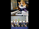 https://image.noelshack.com/fichiers/2012/46/1352858656-s-professor-corgi.jpg