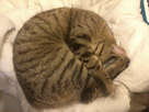 https://image.noelshack.com/fichiers/2012/46/1353011806-photo0010.jpg