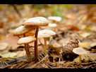 https://image.noelshack.com/fichiers/2012/47/1353543838-dsc-0669.jpg
