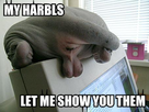 https://image.noelshack.com/fichiers/2012/47/1353652983-lolcatrenderer-17.jpg