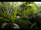https://image.noelshack.com/fichiers/2012/49/1354999061-jungle-farcry-3.jpg