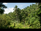 https://image.noelshack.com/fichiers/2012/49/1354999071-farcry-3-jungle-full-ultra-dynamite.jpg
