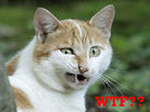 https://image.noelshack.com/fichiers/2012/50/1355443467-wtf-trollcat.jpg