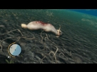 https://image.noelshack.com/fichiers/2012/50/1355588618-farcry3-d3d11-2012-12-15-17-21-54-50.jpg