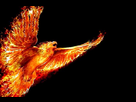 https://image.noelshack.com/fichiers/2012/51/1355760523-fire-phoenix.jpg