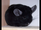 https://image.noelshack.com/fichiers/2012/51/1355866172-black-ebony-chinchilla.jpg