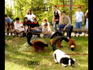 https://image.noelshack.com/fichiers/2012/51/1356221364-contact-direct-avec-les-animaux.jpg