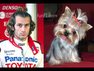 https://www.noelshack.com/2012-51-1356254638-jarno-trulli-yorkshire-dog.jpg