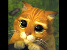 https://image.noelshack.com/fichiers/2012/52/1356614681-chat-potte-mignon-03.jpg