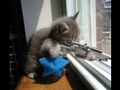 https://www.noelshack.com/2012-52-1356692454-chat-sniper.jpg