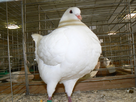 https://image.noelshack.com/fichiers/2012/52/1356728395-pigeon.jpg