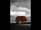https://image.noelshack.com/fichiers/2012/52/1356769421-dsc-0695-1.jpg
