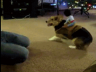 https://image.noelshack.com/fichiers/2013/01/1357432589-louxenconflitavecsonoriginemexicaine.gif