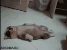 https://image.noelshack.com/fichiers/2013/01/1357432598-lindtengif.gif