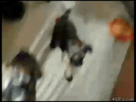 https://image.noelshack.com/fichiers/2013/01/1357483820-zebiengif.gif