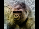 https://image.noelshack.com/fichiers/2013/01/1357493726-gorilla2.jpg