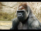 https://image.noelshack.com/fichiers/2013/01/1357493727-gorilla-019.jpg