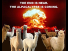 https://image.noelshack.com/fichiers/2013/01/1388435400-alpacalypse.jpg