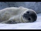 https://www.noelshack.com/2013-02-1357604028-bebe-phoque-de-weddell-baby-weddell-seal.jpg