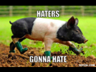 https://www.noelshack.com/2013-02-1357607485-pig-meme-generator-haters-gonna-hate-be3bca.jpg