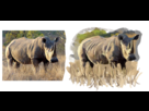 https://image.noelshack.com/fichiers/2013/02/1357843798-rhino.png