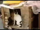 https://image.noelshack.com/fichiers/2013/02/1358044491-1267017703-chicken-rape.gif