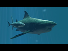 https://www.noelshack.com/2013-02-1358080903-megalodon-vs-great-white-shark.jpg