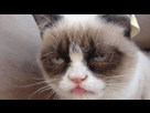 https://image.noelshack.com/fichiers/2013/02/1358112675-grumpy-cat-photo.jpeg