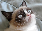 https://image.noelshack.com/fichiers/2013/02/1358113552-grumpy-cat.jpg