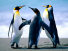 https://image.noelshack.com/fichiers/2013/03/1358281102-penguins.jpg