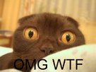 https://image.noelshack.com/fichiers/2013/03/1358283434-1352387459-fou-beau-drole-omg-wtf-img-1.jpg