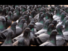 https://image.noelshack.com/fichiers/2013/03/1358358349-pigeon.jpg
