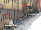 https://image.noelshack.com/fichiers/2013/03/1358636512-zoo-maroc-2656.jpg