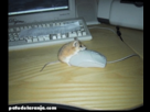 https://image.noelshack.com/fichiers/2013/04/1358806040-8dffe368a8.gif