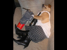 https://image.noelshack.com/fichiers/2013/04/1359065869-chien.png