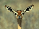 https://image.noelshack.com/fichiers/2013/04/1359065981-a7e3486b.gif