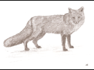 https://image.noelshack.com/fichiers/2013/04/1359138022-renard.png