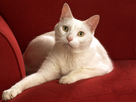 https://image.noelshack.com/fichiers/2013/04/1359224156-chat-blanc.jpg