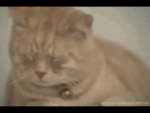 https://image.noelshack.com/fichiers/2013/06/1360092493-android-image-02-05-2013.gif