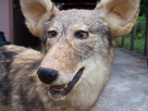 https://image.noelshack.com/fichiers/2013/06/1360097612-animal-empaille024.jpg