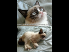 https://image.noelshack.com/fichiers/2013/06/1360149750-whenever-i-see-a-confession-bear-post.jpg
