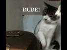 https://image.noelshack.com/fichiers/2013/06/1360265391-tumblr-mgsc3rcych1rhus10o1-250.gif
