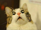 https://image.noelshack.com/fichiers/2013/06/1360437600-scared-cat-funny-meme.jpg