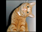 https://image.noelshack.com/fichiers/2013/07/1360977360-why-do-cats-purr-funny.jpg
