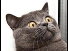 https://image.noelshack.com/fichiers/2013/08/1361356023-omg.png