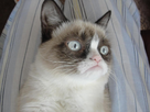 https://image.noelshack.com/fichiers/2013/08/1361386278-tardthegrumpycat17.jpg